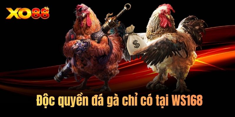Độc quyền đá gà chỉ có tại WS168