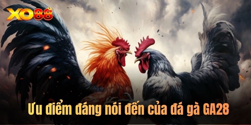 Ưu điểm đáng nói đến của đá gà GA28